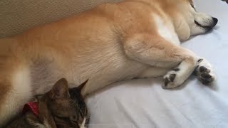 起きる犬に起こされる猫3