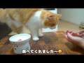 子猫が初めてマグロの刺身を食べた反応がこちら【スコティッシュフォールド】 【scottish fold cat】