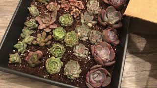 Big Succulent Unboxing