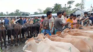 নৈহাটি গরু বাজার | নেত্রকোনা বারহাট্টা উপজেলা | Ujan Bhati Netrakona Vlog