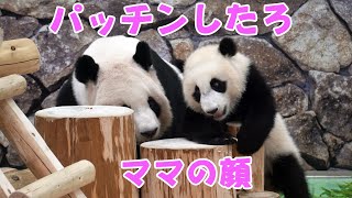 アドベンチャーワールド楓浜🐼お子ちゃまに大うけ大騒ぎ楓ちゃん🍁ママの顔パッチンしたろ～