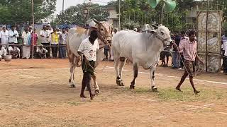 పొట్లపాడు గ్రామం ఓబుల్ రెడ్డి గారి జత ప్రదర్శనలో ఉంది#ongolebulls #rajaongolegittalu  #villagelife