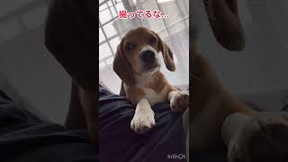 ママのしらない...パパの膝上#ケンシロウ #ビーグル #犬のいる暮らし #いやし #いぬ