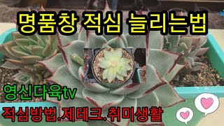 명품창 자구 마니 늘리는법 제테크 취미생활 적심한후 관리방법