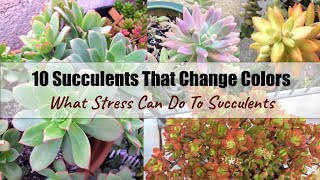 Change Your Succulent's Color-5 Quick Tips