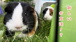 モルモットシェルターからまたモルちゃんをお迎えました　 Guinea pigs got new friends from the shelter!