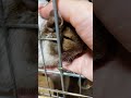 【デグー】甘える なでなで 【degu】