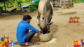 எங்க வீட்டு கடைகுட்டி எங்க செல்ல பிள்ளை மயிலை காளை கன்று என்றும் உங்கள் அன்பு மணி