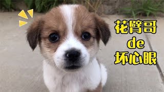 田园犬和院里的小奶狗打闹，打成一团，主人：小花能有什么坏心眼【柿柿红爱吃肉】