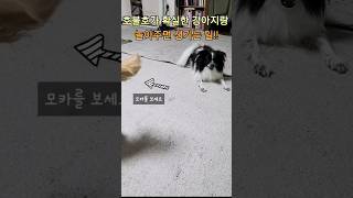 호불호가 확실한 강아지랑 놀아주면 생기는 일!? #shorts#funny#funnydog#웃긴영상#강아지훈련#Bones(ImagineDragons