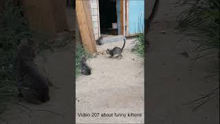 關於有趣的小貓的影片 207 #video #about #funny #kittens