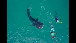 Hanifaru Bay Whale Sharks - Baa Atoll - Maldives