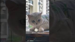 今天是鞋柜上的摆拍 #猫咪的迷惑行为 #谁能拒绝傻憨憨的小猫咪 #萌宠出道计划 #记录猫咪日常 #心思全写在脸上的猫 #每一帧都是热爱