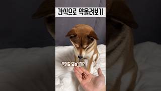 간식으로 약올릴때 시바의 반응 #시바 #shorts #강아지