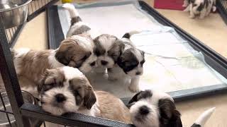 Shorkie Puppies