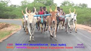 சின்னமாடு   சிவகங்கைமாவட்டம் அலவாக்கோட்டை பகவதி {17.08.19}