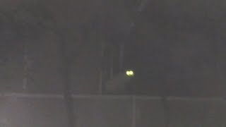 夜に猫の目が光る　Cats eyes glowing in the dark