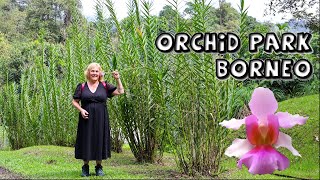 Sarawak Orchid Garden with Towering Vandas \u0026 Bamboo Orchids