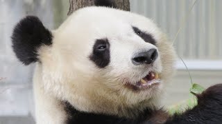 美味しそうに笹を食べる🐼 タンタンの顔をドアップでみる🎵  #4KUPCONVERT #王子動物園🐼