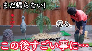 【激レア】ハシビロコウのふたば、鳴く!(クラッタリングじゃない本当の鳴き声)【冬のふたば】クラッタリングもあり!Winter Futaba_14 Shoebill FUTABA 2021_6