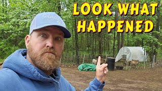 LOOK WHAT I DID |tiny house, homesteading off-grid cabin build DIY HOW TO sawmil
