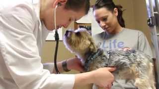 Pet Wellness Exams--keeping pets healthy!