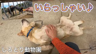 ロードバイクからは離れてしろとり動物園でのんびりしてきました👍［しろとり動物園］［GoPro］