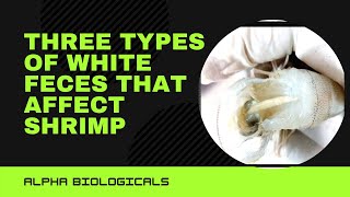 Three Types Of White Feces That Affect Shrimp (English)