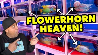 THE BEST FLOWERHORN FISH IN THE UNITED STATES!