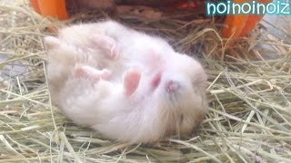 仰向けで種をかじるハムスター　Hamster eating a seed lie on his back.