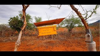 rElephant Report: Save the Elephants -Honeybees and Elephants