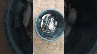 ഒടക്ക് വല ഇട്ട് മീൻ പിടിച്ചാലോ//odak valayil meen pidichalo #fishing #netfishing #netfishingvideo