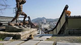 尾道で見つけた、坂の街に居る可愛い猫達ちゃんを眺める！②(Looking at the cute cats I found in Onomichi, a city of hills)