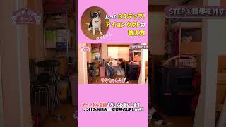 【チワワ】犬のしつけの基本「アイコンタクト」の教え方・基礎編♪実演つき　＃shorts