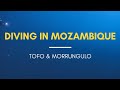 Diving in Mozambique: Tofo & Morrungulo