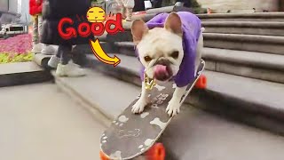 ドッグチャレンジenges skatefirding under崇qing Guanyin Bridge | 犬チャレンジスケートボード下重慶観音橋 ~