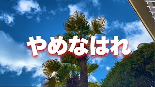 ゴキブリ来るよ【シュロ伐採】注意勧告素人はやめておけ【庭木伐採】