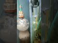 co2 ragul agar agar untuk aquascape part2  #shorts