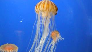 クラゲの遊泳動画 癒しの海月 Jellyfish