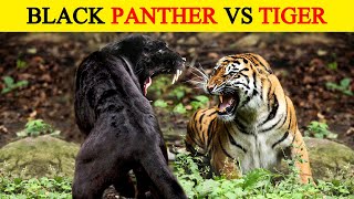 Tiger vs Black Panther, कौन किस पर पड़ेगा भारी? | Tiger vs Black Panther who will win?