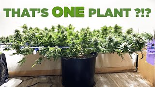 Grow Homies(Growmie) Stories - GIANT scrog, Massive Canopy – Almost a pound from 1 Plant