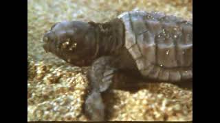 Animal Families: The Turtle (1986) Nature, Wildlife