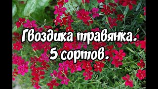 ГВОЗДИКА ТРАВЯНКА. 5 СОРТОВ.