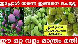 പ്ലാവും മാവും കായ്ക്കാൻ | mavu pookan|malayalam tips|How to increase mango and jackfruit production