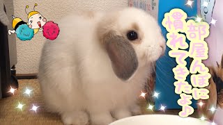 ホーランドロップ子うさぎ【みみたが、少し部屋んぽに慣れてきた】Holland Lop  ♯49