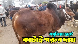 বসুনিয়া হাটে কাটাই গরুর দাম কেমন? গাভীগরুর মাংসের মণ কত? bigbull