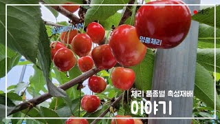 체리 시설하우스 조기수확 품종별 착과량 확인 (체리수확체험 6월3일부터)