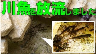 川魚を庭池に放流しました【2018#005】