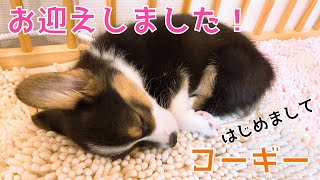 【初投稿】うわさのらむちゃんだっちゃ（コーギーの赤ちゃん）