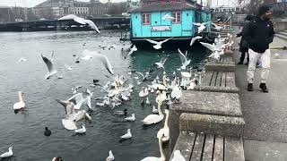 Beautiful Zurich sea